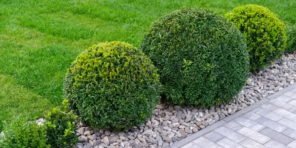 nicely maintained shrubs
